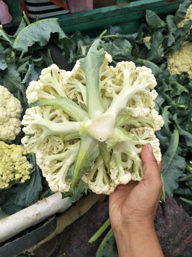 【全国直达】有机花菜青梗松花菜散花菜山东肥城产地直供