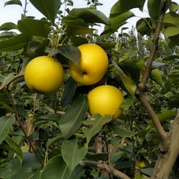 自家种植管理精品黄冠梨