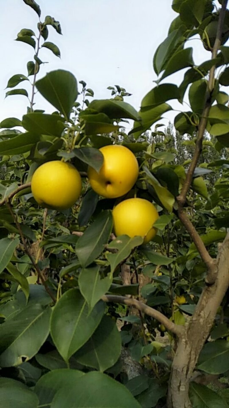 自家种植管理精品黄冠梨