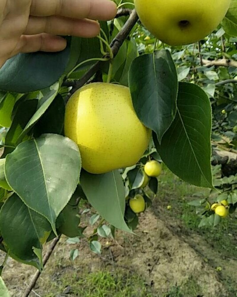 自家种植管理精品黄冠梨