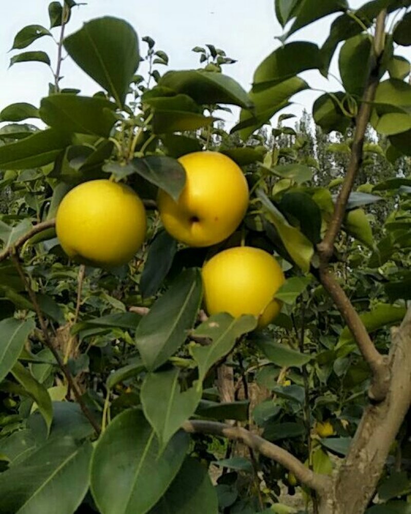 自家种植管理精品黄冠梨