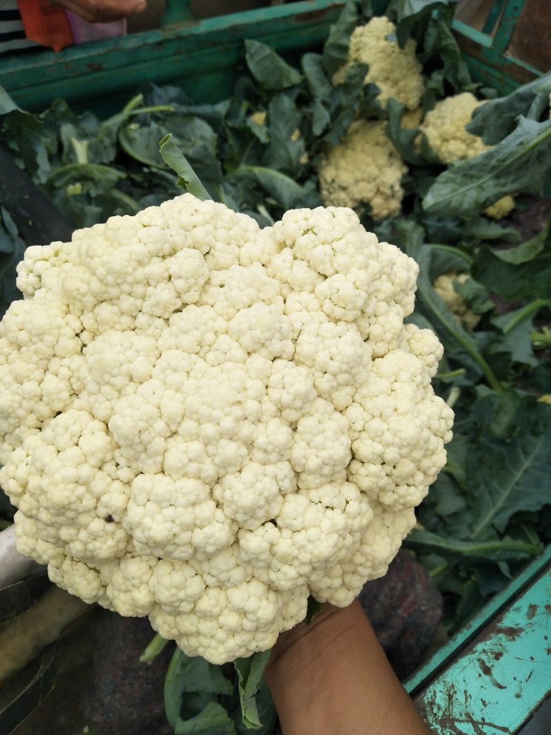 优质松花菜花大量上市产地直供货源充足