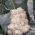 优质松花菜花大量上市产地直供货源充足