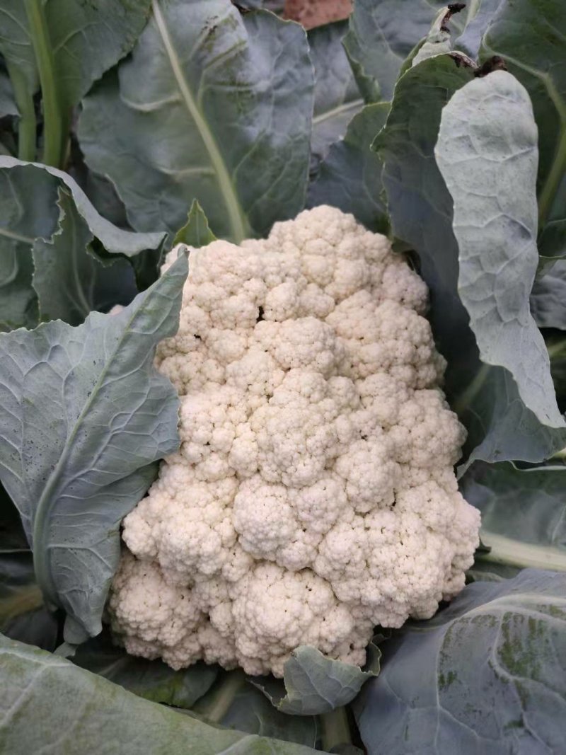 优质松花菜花大量上市产地直供货源充足
