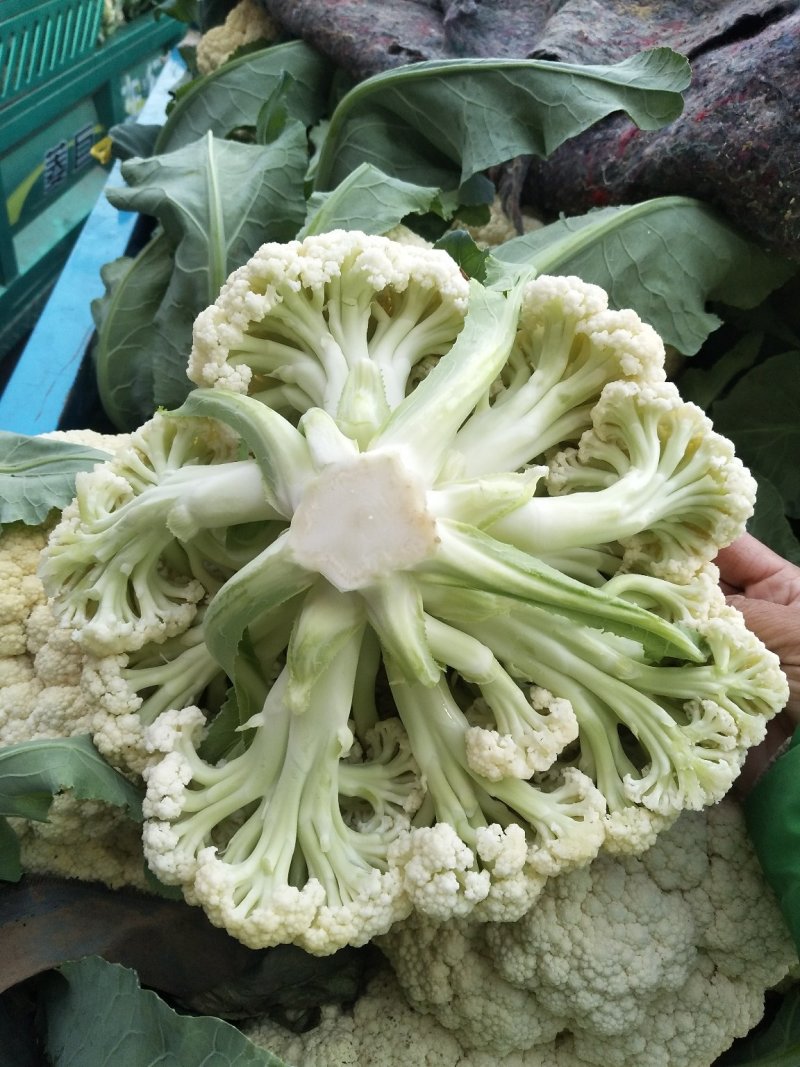 优质松花菜花大量上市产地直供货源充足