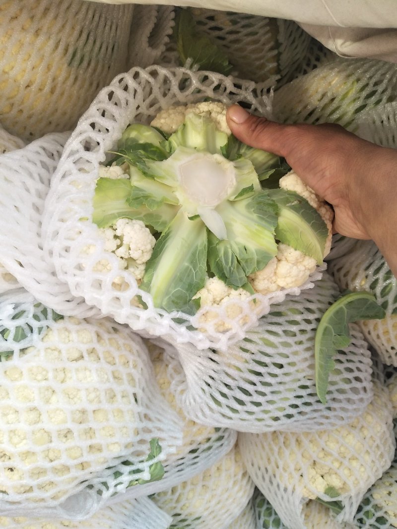 优质松花菜花大量上市产地直供货源充足