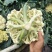 优质松花菜花大量上市产地直供货源充足