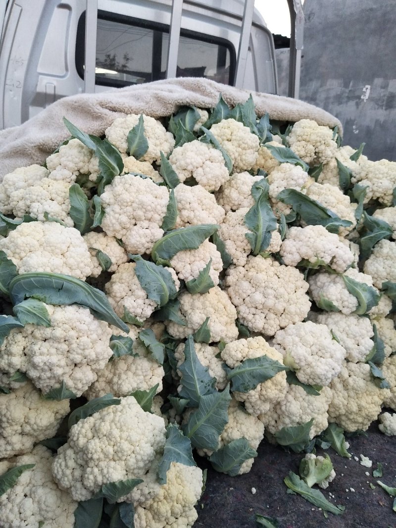 优质松花菜花大量上市产地直供货源充足