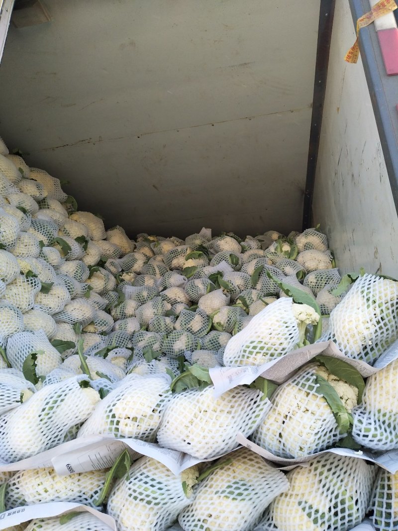 优质松花菜花大量上市产地直供货源充足