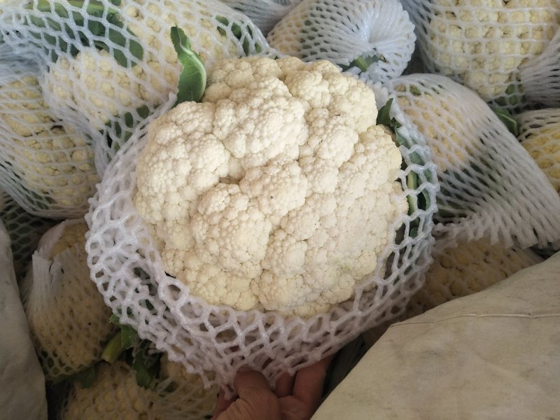 优质松花菜花大量上市产地直供货源充足
