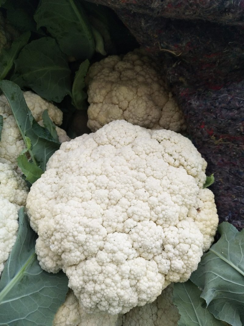 优质松花菜花大量上市产地直供货源充足