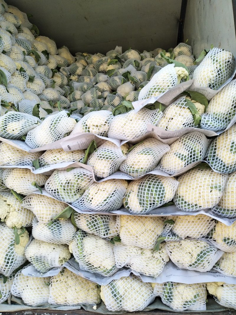 优质松花菜花大量上市产地直供货源充足