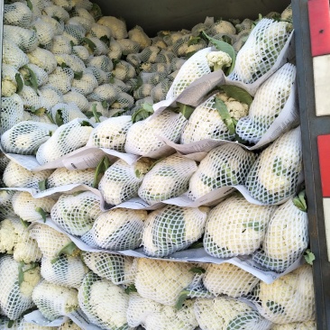 优质松花菜花大量上市产地直供货源充足