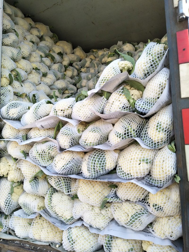 优质松花菜花大量上市产地直供货源充足