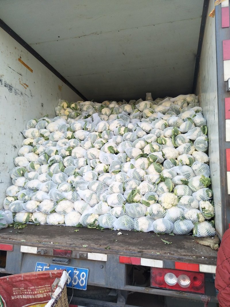 优质松花菜花大量上市产地直供货源充足