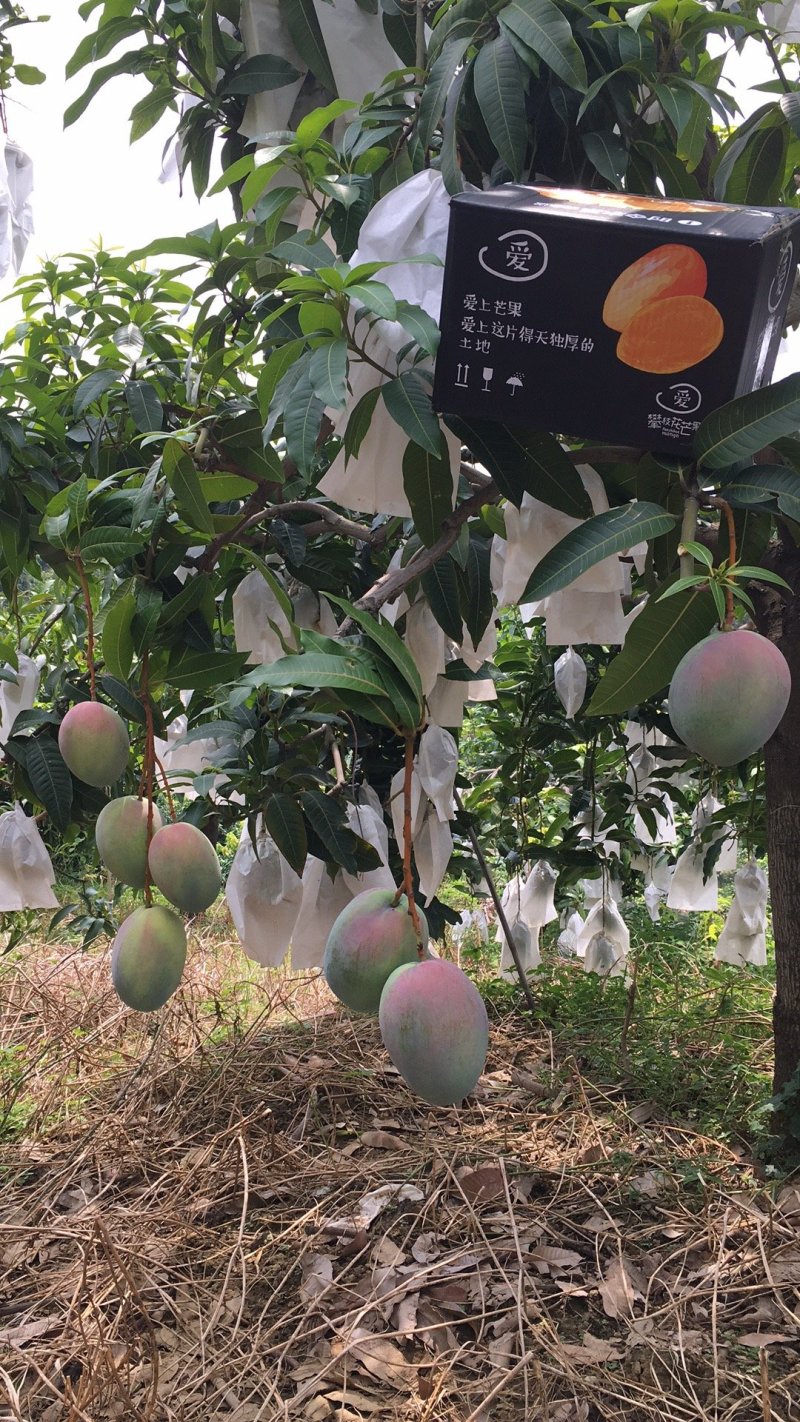 四川攀枝花凯特芒，支持代办，物流，拼车，落地配，电商平台