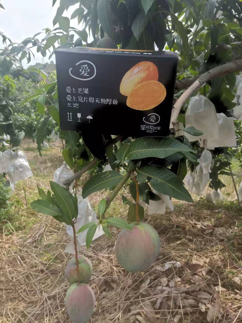 四川攀枝花凯特芒，支持代办，物流，拼车，落地配，电商平台