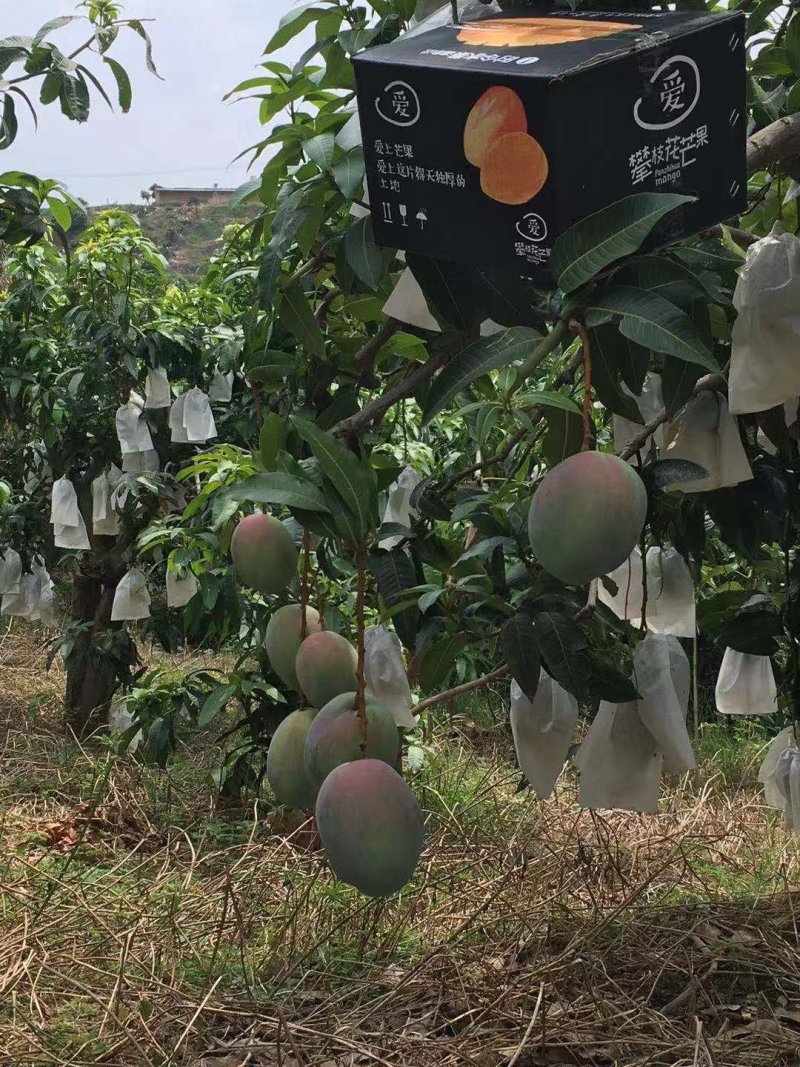 四川攀枝花凯特芒，支持代办，物流，拼车，落地配，电商平台