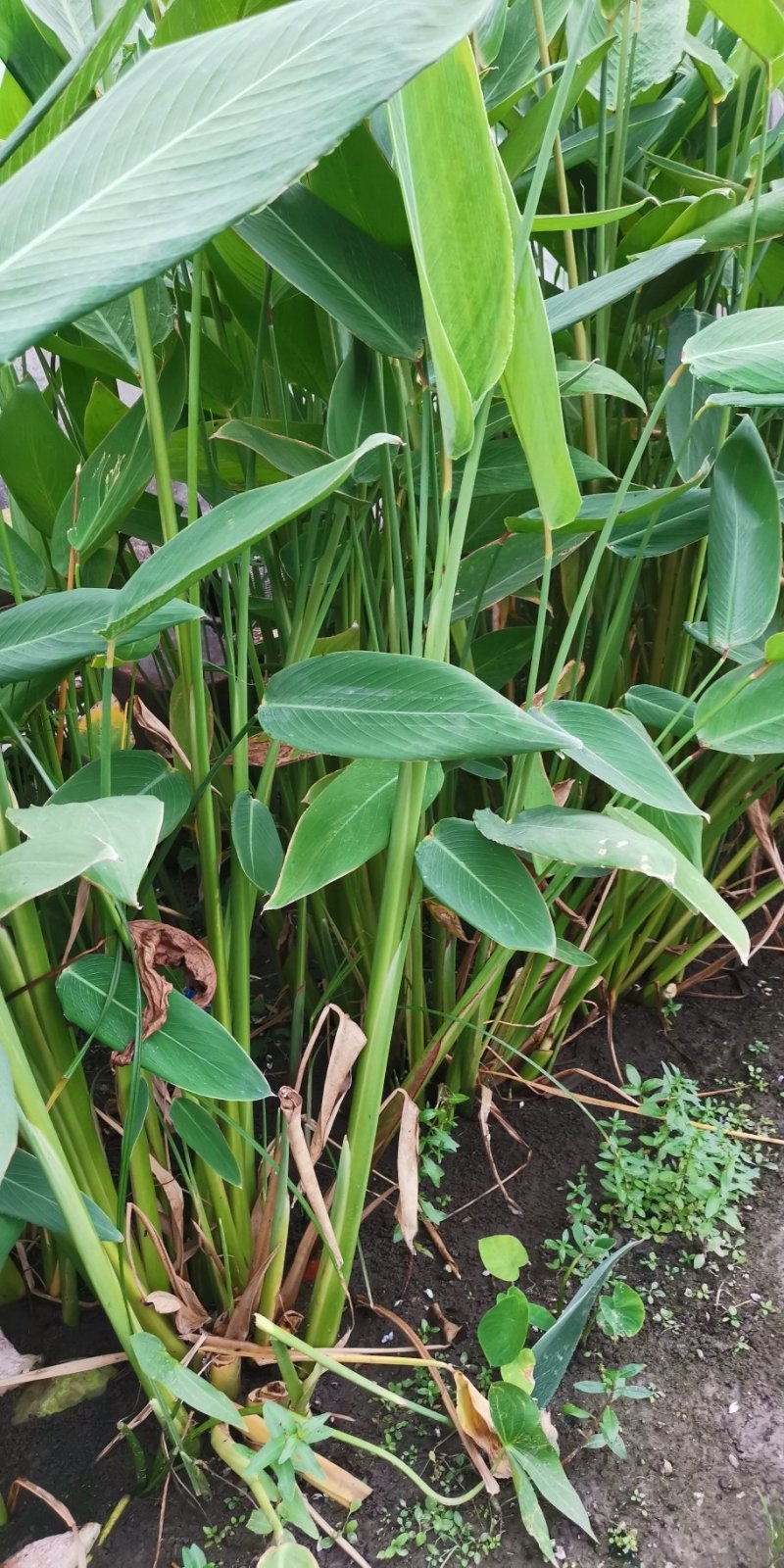 再力花水生植物基地直销物美价廉