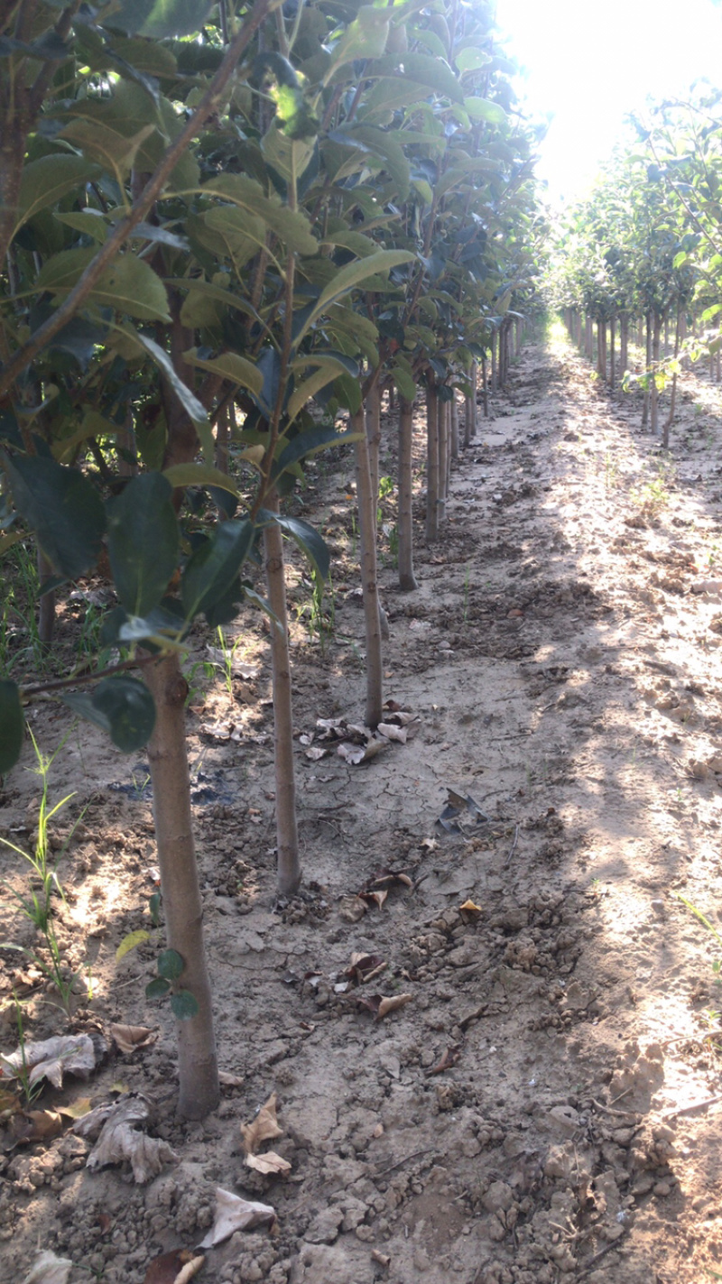 河北君林苗木种植基地123苹果鸡心果苹果树