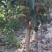 河北君林苗木种植基地123苹果鸡心果苹果树