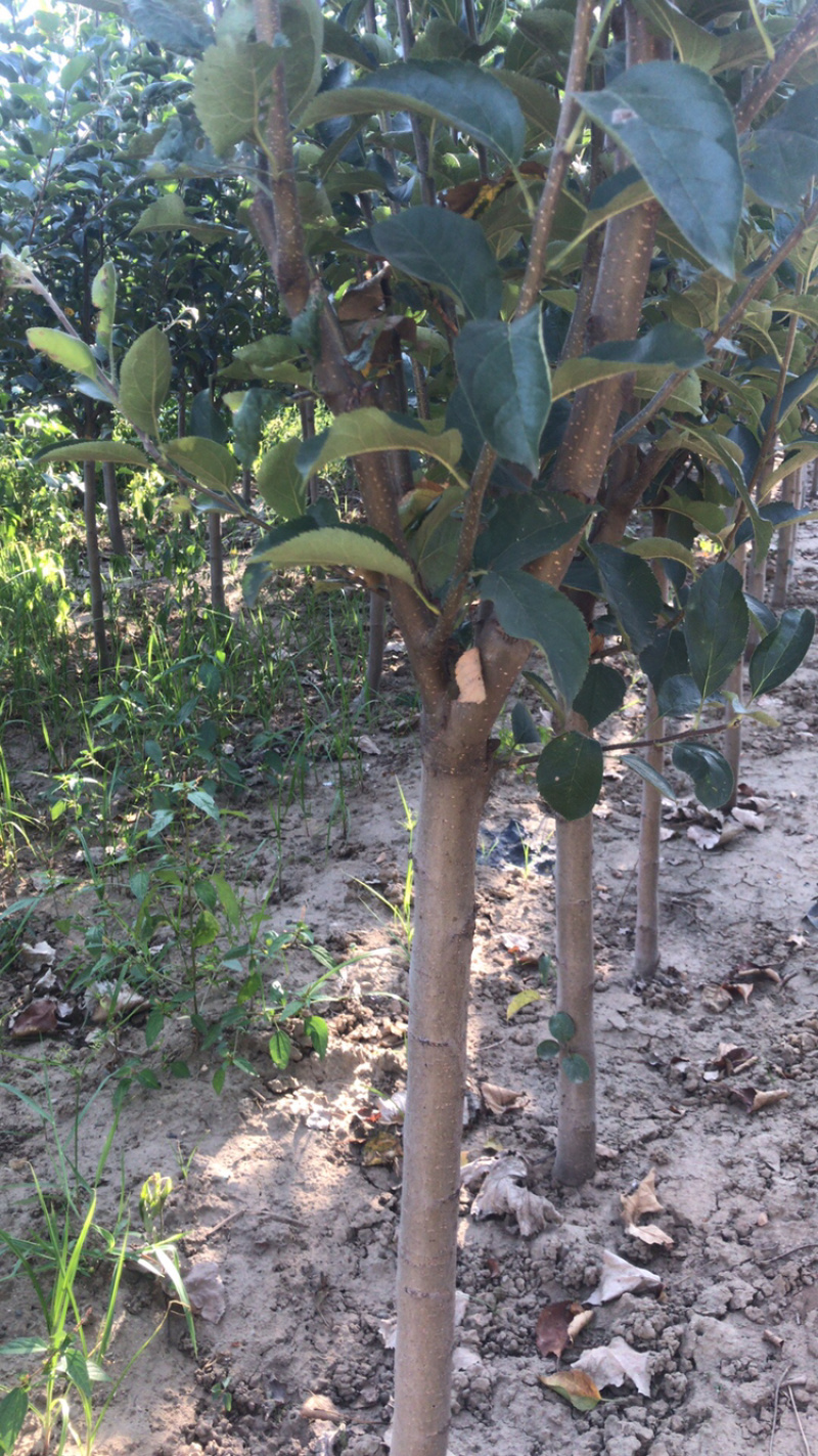 河北君林苗木种植基地123苹果鸡心果苹果树