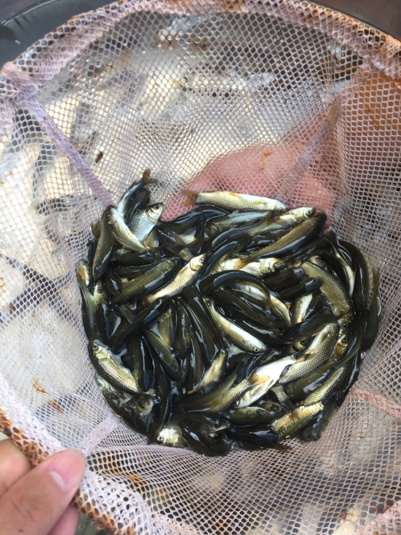 新草鱼苗供应，草鱼苗5～10公分，规格齐全，包存活率，