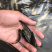 新草鱼苗供应，草鱼苗5～10公分，规格齐全，包存活率，