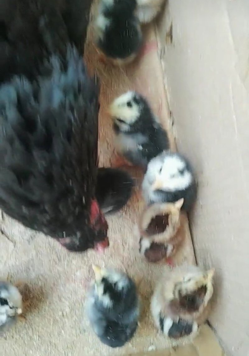 出售斗鸡苗斗鸡种鸡斗鸡种蛋