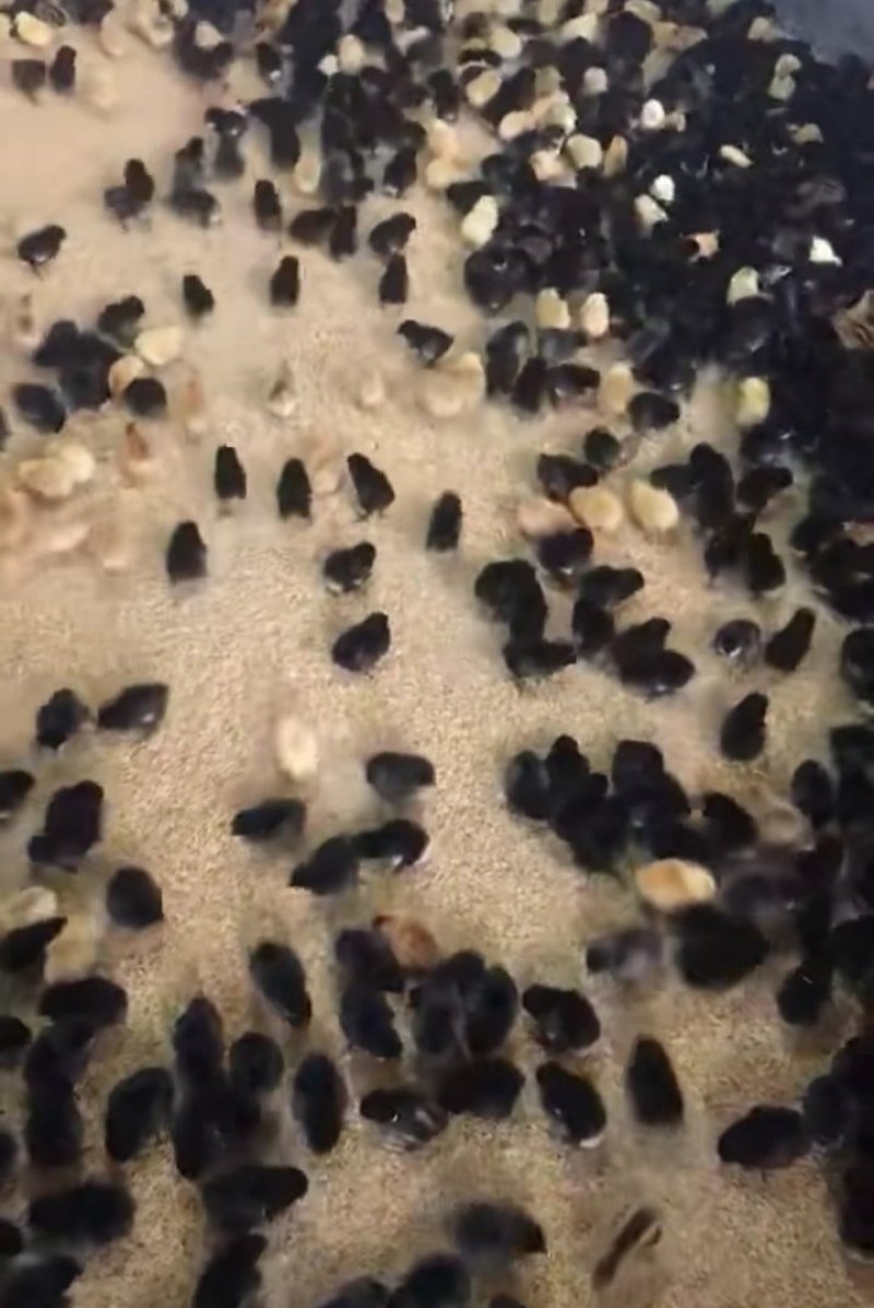 出售斗鸡苗斗鸡种鸡斗鸡种蛋