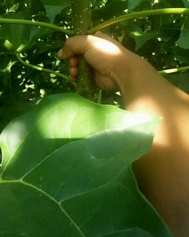 河南楸树