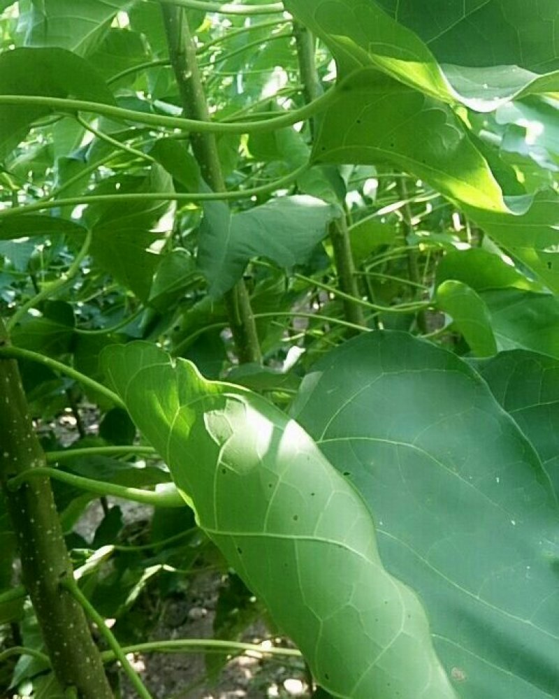 河南楸树