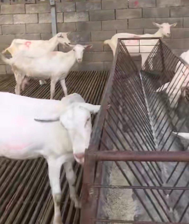 萨能奶山羊产奶高专业奶山羊养殖