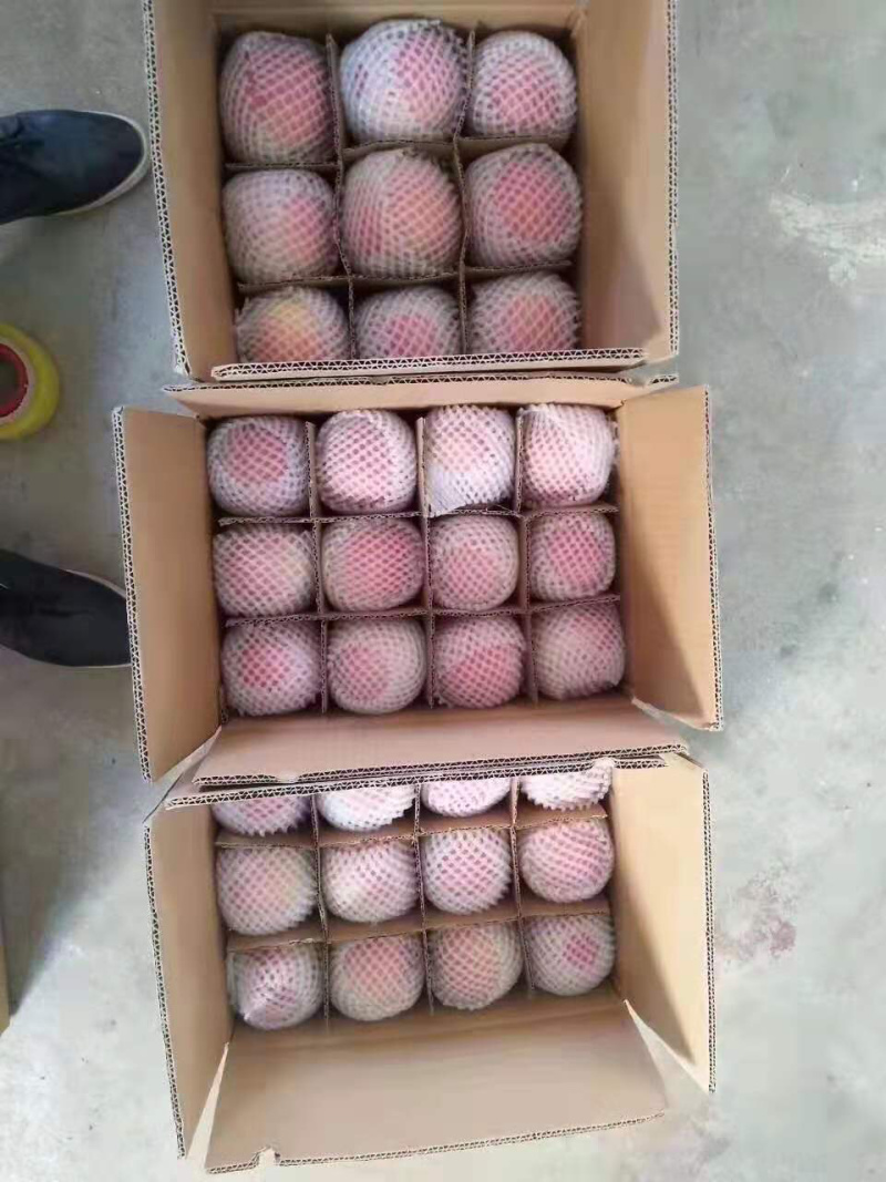 甘肃静宁红富士苹果包邮产地直销量大从优！