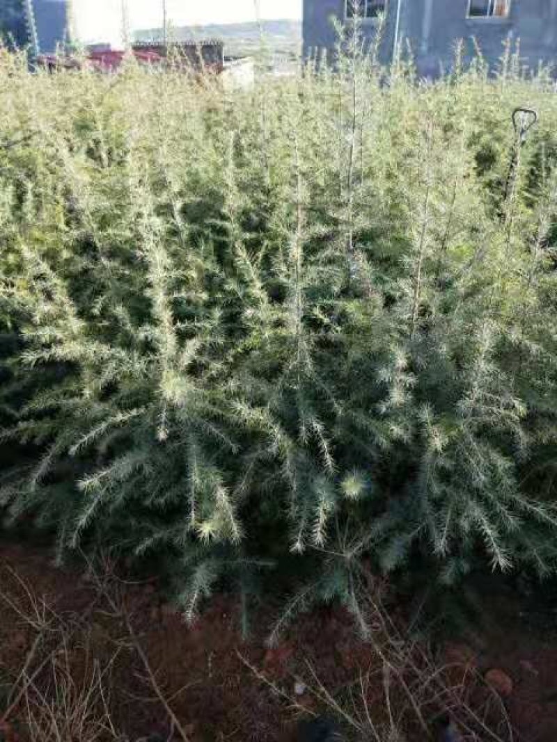雪松，产地云南，