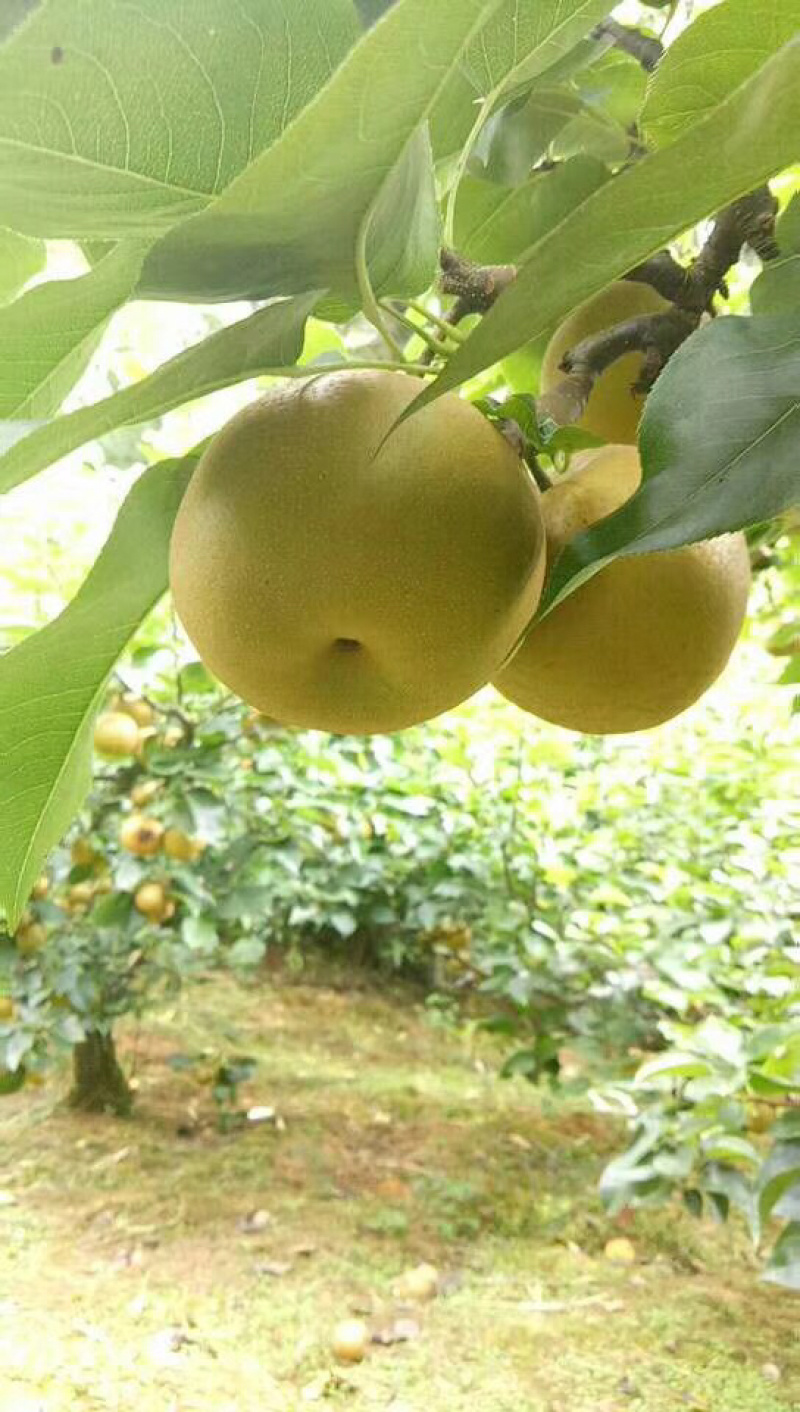 黄花梨长十郎糖梨支持线上交易