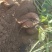 龙薯九