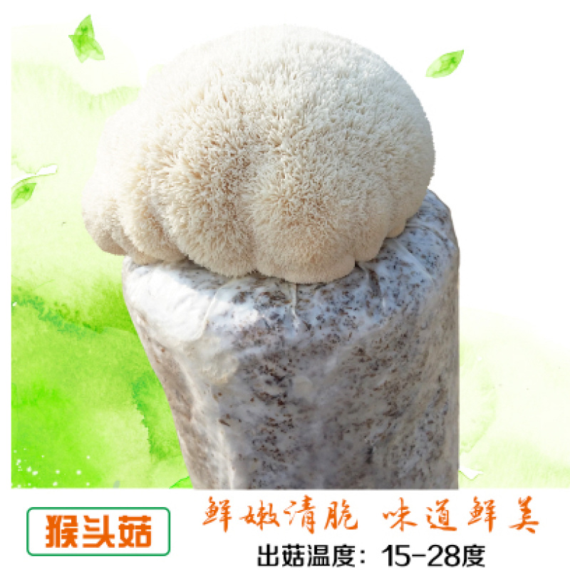 泽海食用菌蘑菇种植包平菇菌包种蘑菇食用菌菌种家庭种植蘑菇