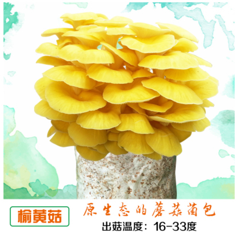 泽海食用菌蘑菇种植包平菇菌包种蘑菇食用菌菌种家庭种植蘑菇