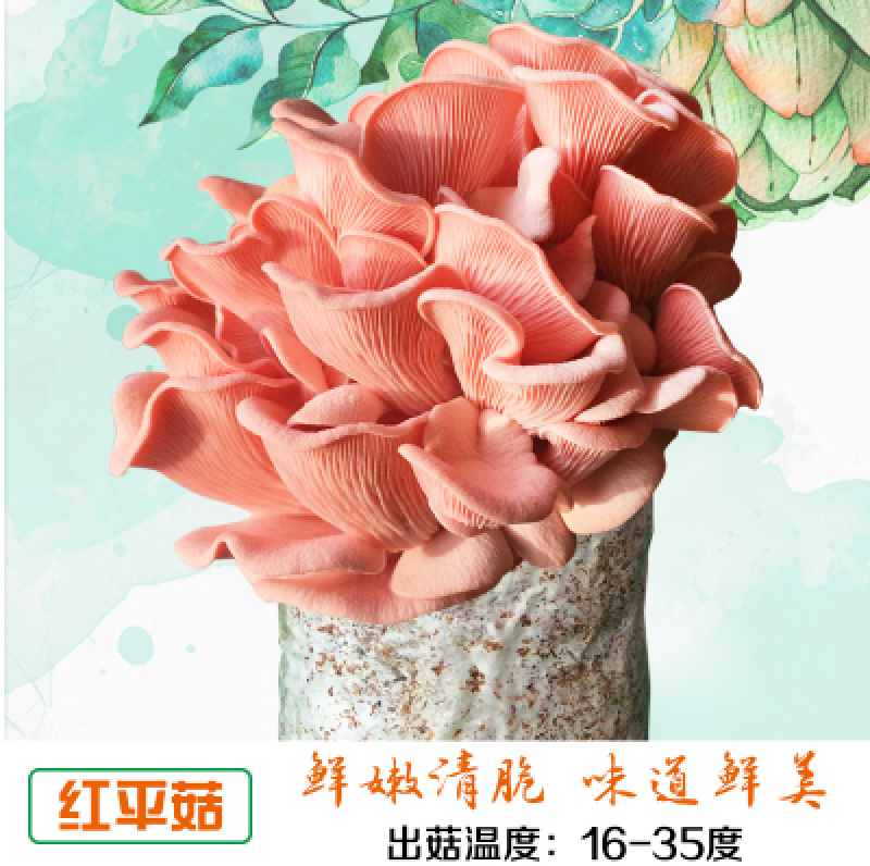 泽海食用菌蘑菇种植包平菇菌包种蘑菇食用菌菌种家庭种植蘑菇