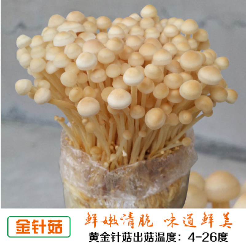 泽海食用菌蘑菇种植包平菇菌包种蘑菇食用菌菌种家庭种植蘑菇