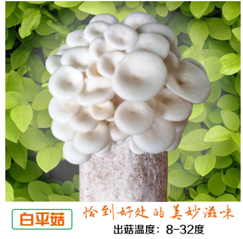 泽海食用菌蘑菇种植包平菇菌包种蘑菇食用菌菌种家庭种植蘑菇
