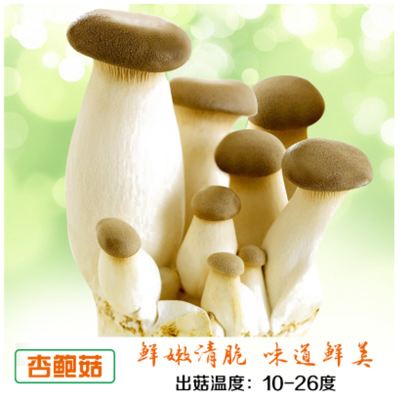 泽海食用菌蘑菇种植包平菇菌包种蘑菇食用菌菌种家庭种植蘑菇