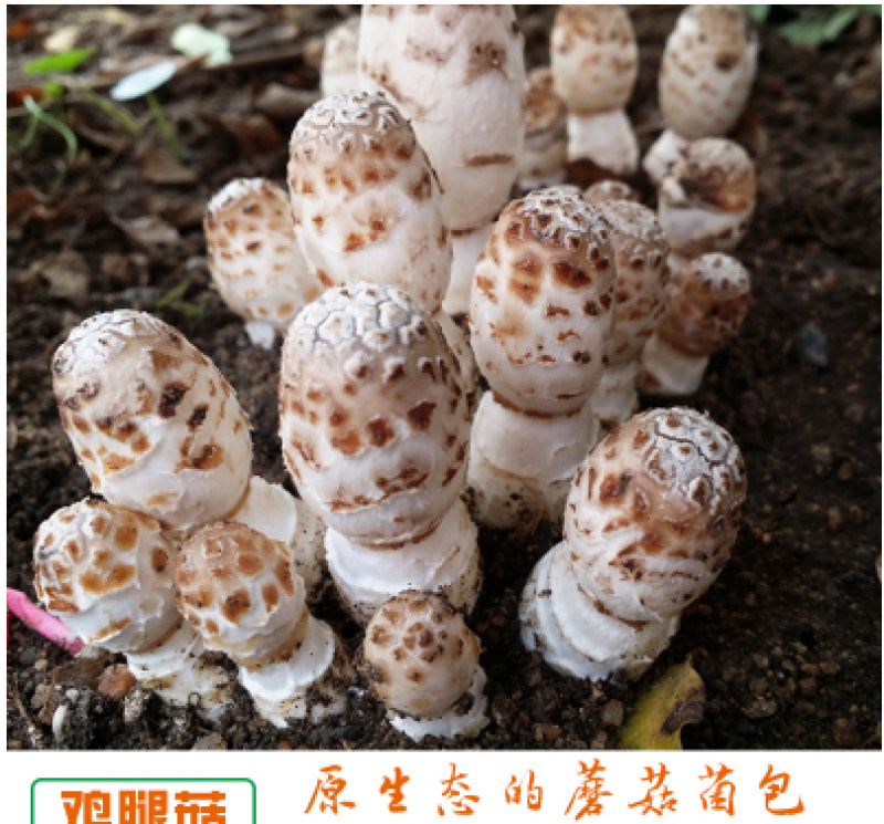 泽海食用菌蘑菇种植包平菇菌包种蘑菇食用菌菌种家庭种植蘑菇
