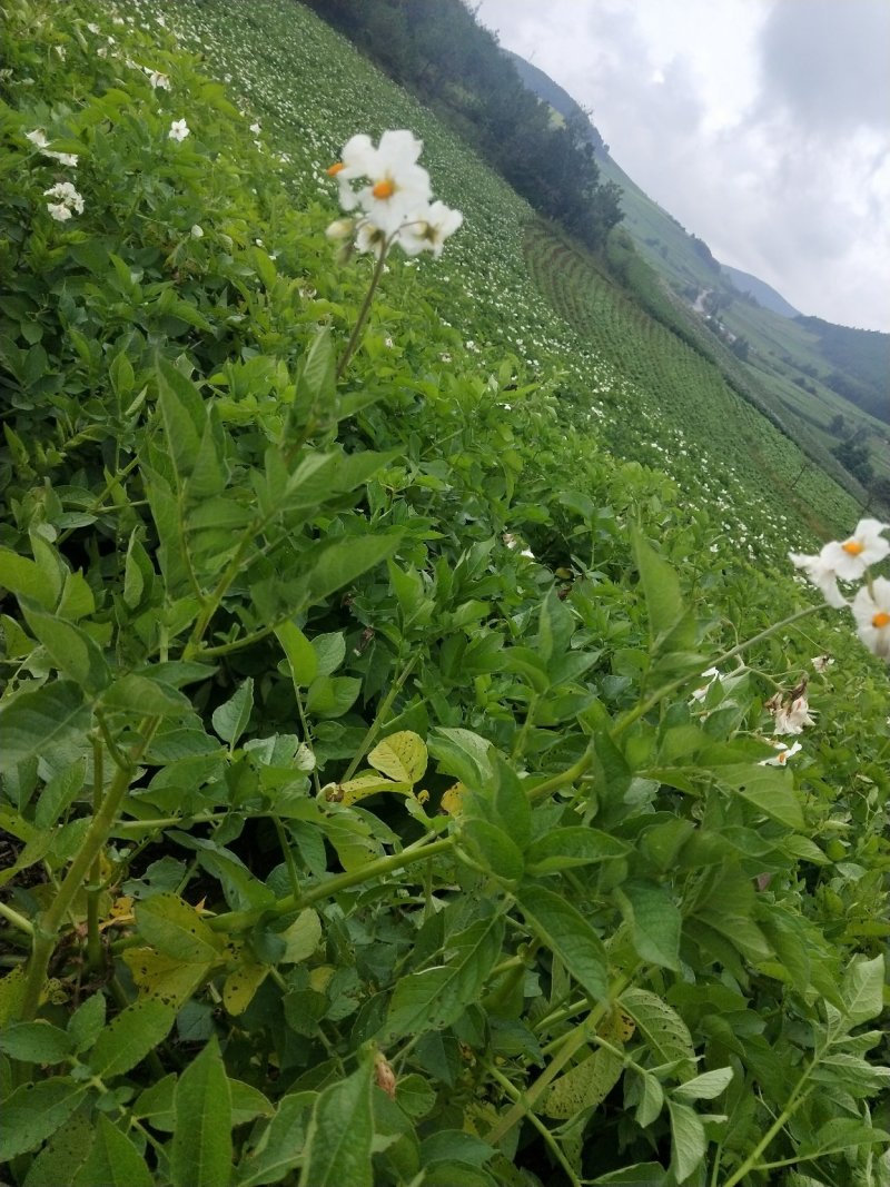 丽江太安乡丽薯6号种，产地批发，可用作云南低海拔地区种子