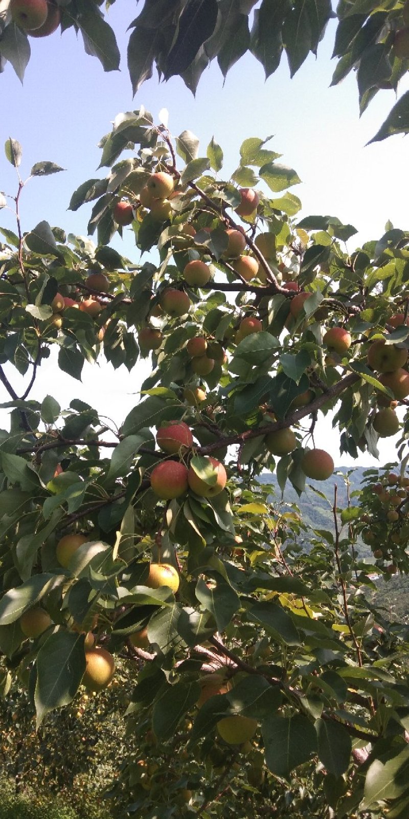 南果梨