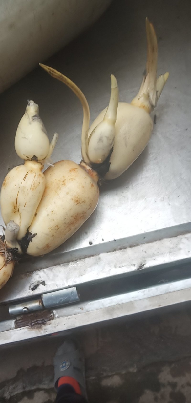 巨无霸