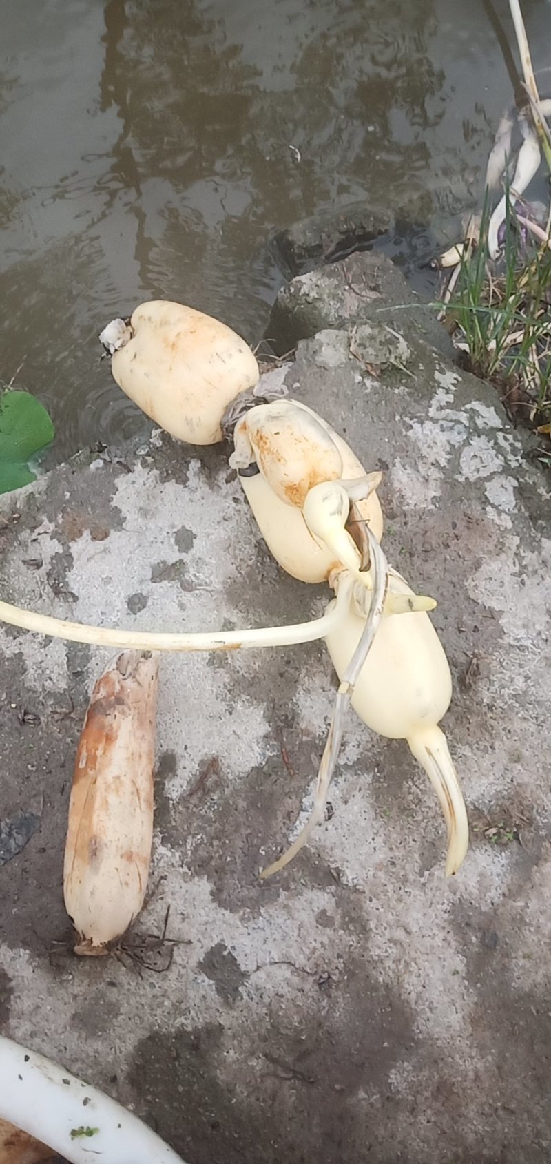 巨无霸