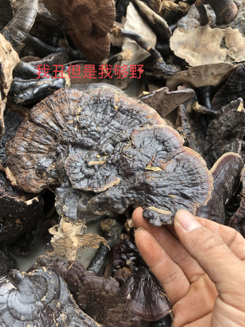 贵州深山老林野生灵芝