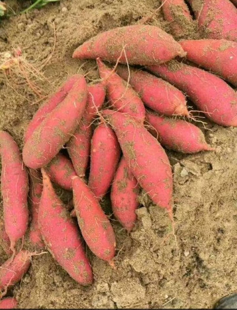 西瓜红地瓜大量上市中兄滑无虫眼